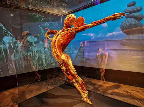 Body Worlds - wystawa ludzkich ciał od poczęcia człowieka, aż po jego ...