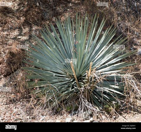 chaparral yucca (Hesperoyucca whipplei) Plantae Stock Photo - Alamy