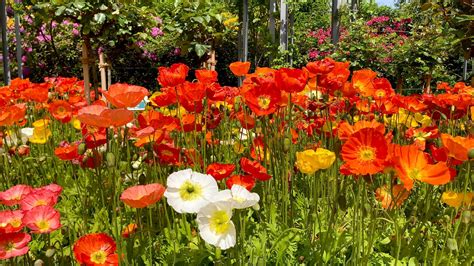 Flower 的图像结果