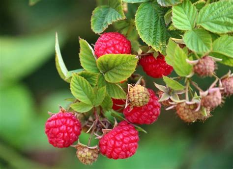 树莓在哪里可以种植?红树莓苗种植方法-种植技术-中国花木网