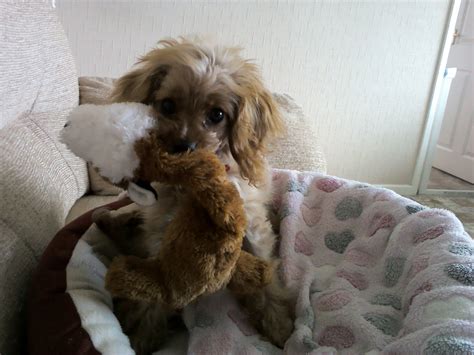 Newborn Cavapoo 的图像结果