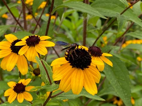 Brown Eyed Susan Plant Leaves