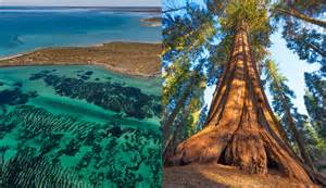 The biggest organisms on Earth that aren't animals