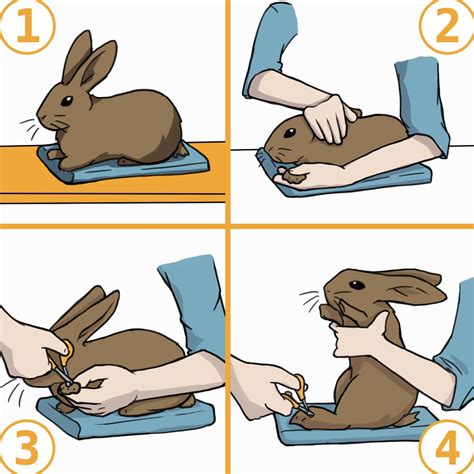 11 Tips for Trimming Rabbit Nails By Yourself