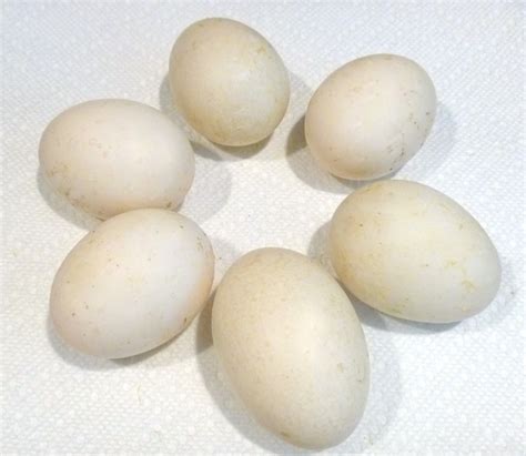 Duck Egg Hatching