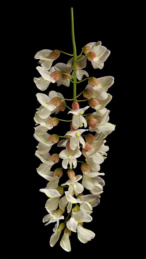 Black locust-Flowers: Robinia pseudoacacia | Flora obscura
