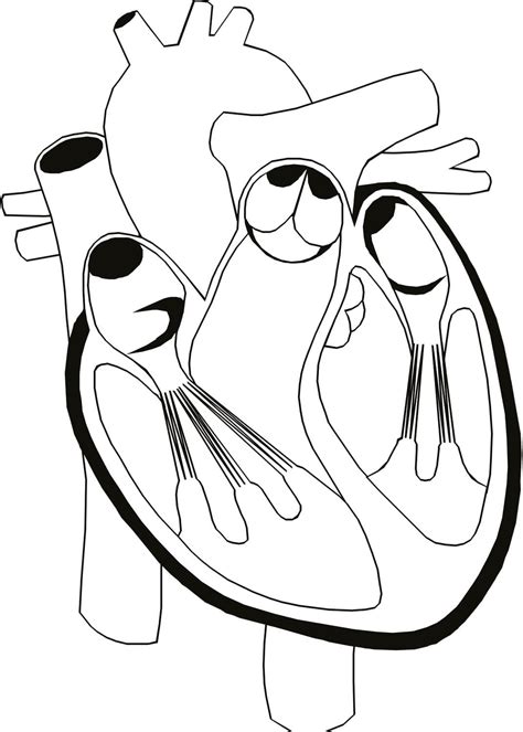 Anatomy Human Heart coloring page - Download, Print or Color Online for ...