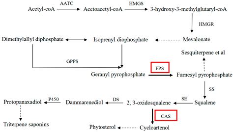 Strengthening Triterpene Saponins Biosynthesis by Over-Expression of ...