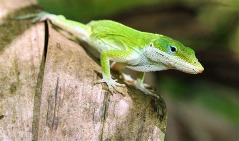 Urban lizards show physical and genetic adaptations - Earth.com