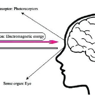 Image result for Process of Vision