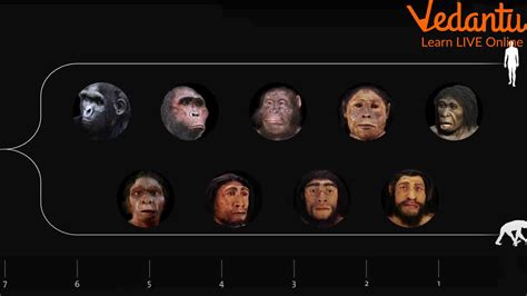 First Human Evolution 的图像结果