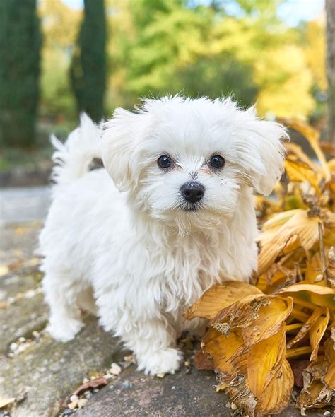 Teacup maltese discover the miniature maltese dog – Artofit