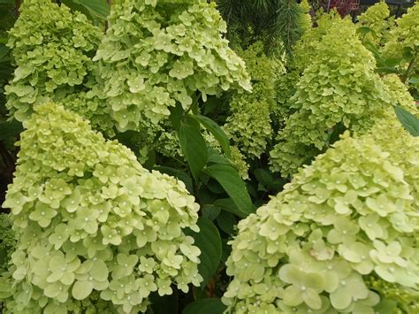 Plant Profiles: Hydrangeas, especially H. paniculata