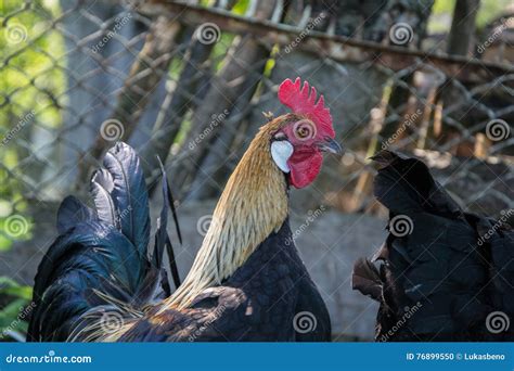 Golden Phoenix Rooster on the Traditional Rural Farmyard. Free Range ...