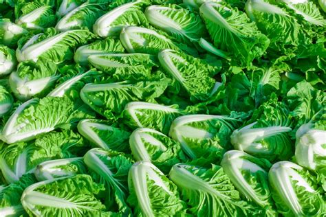 Is Napa Cabbage Fodmap Friendly at James Winkel blog