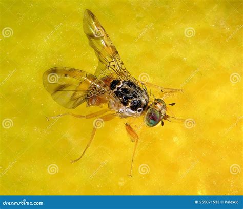 Mediterranean Fruit Fly Or Medfly (Ceratitis Capitata) Is One Of The Most Destructive Fruit ...