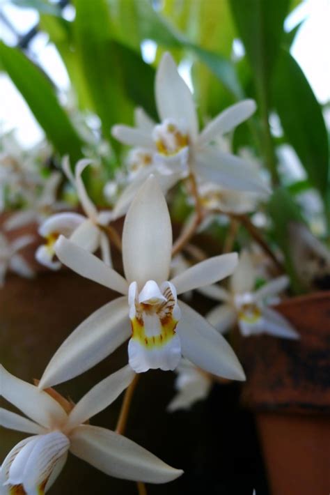 Coelogyne flaccida - Loose coelogyne | Stellenbosch University ...