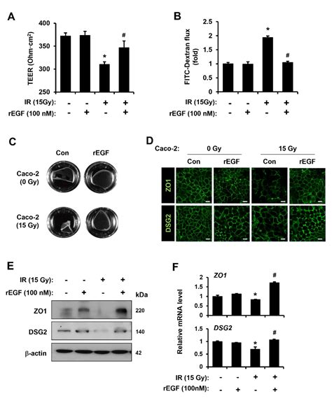 Centella asiatica-Derived Endothelial Paracrine Restores Epithelial ...