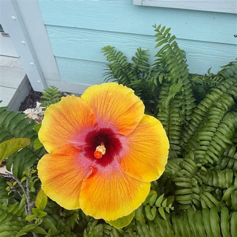 CONCH INN HOTEL AND MARINA (Abaco Islands/Marsh Harbour) - Inn Reviews ...