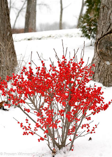 Berry Poppins® - Winterberry - Ilex verticillata | Proven Winners