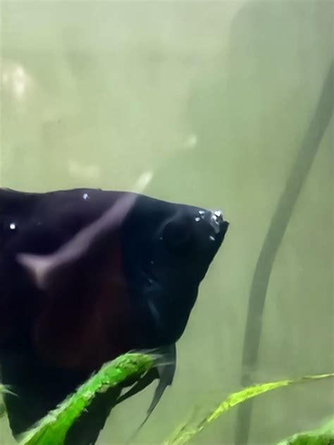 Does my fish have ich? : r/Aquariums