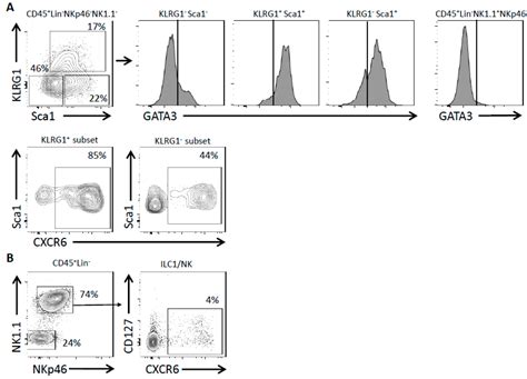 Maintenance of Type 2 Response by CXCR6-Deficient ILC2 in Papain ...