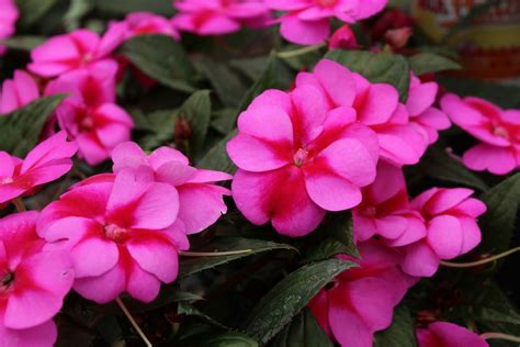 Are Azaleas Perennials or Annuals? Find Out Here