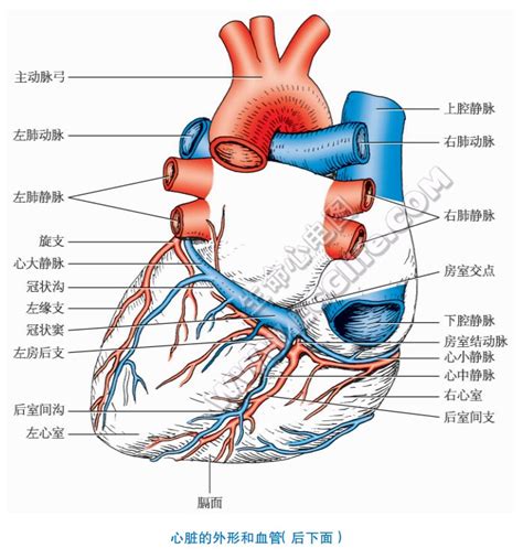 心脏结构的顺口溜及图解心脏结构图2022已更新今日热点