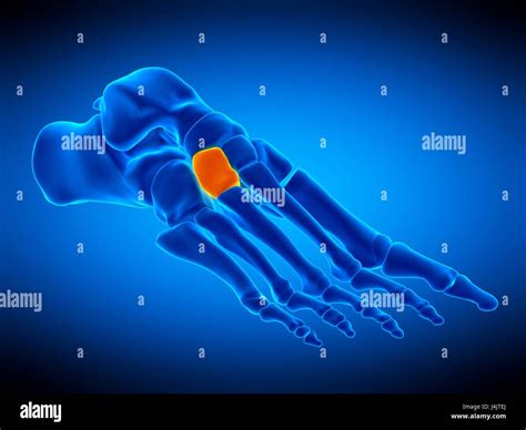 Illustration of the lateral cuneiform bone Stock Photo - Alamy