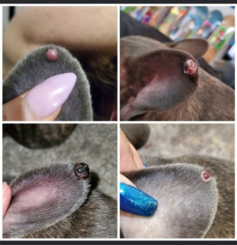 Dog Ear Lump