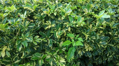 beautiful Schefflera arboricola plant as a background 14938590 Stock ...