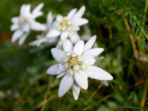 What Is An Edelweiss Flower at Nathaniel Ackerman blog