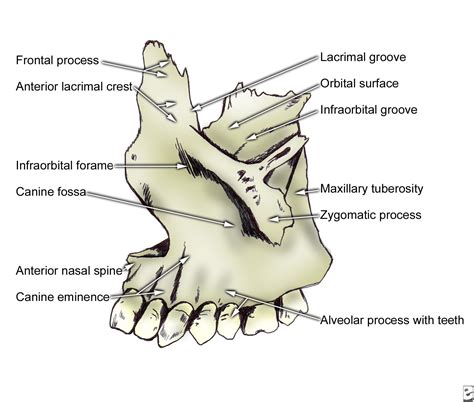 Facial Bone Anatomy | Anatomy bones, Facial bones, Human anatomy and physiology