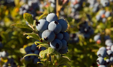 Phillips Honey & Wild Blueberries – Local honey, fresh & frozen wild ...