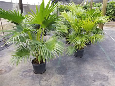 Chinese Fan Palm