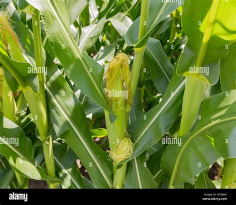 Corn Growing On Stalk at Edward Cramer blog