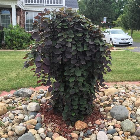 Cercis canadensis ‘Ruby Falls’ Weeping Redbud [Backyard Neophyte ...