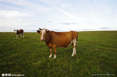 草原牛 的图像结果