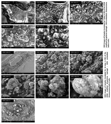 Biomimetic Approach for Enhanced Mechanical Properties and Stability of ...