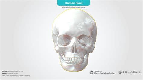 Human Skull Anatomy - 3D model by The Center for BioMedical Visualization at SGU (@SGUMedArt ...