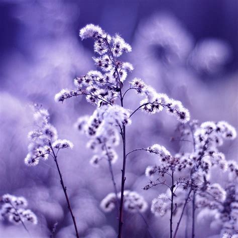 Black and Purple Nature 的图像结果