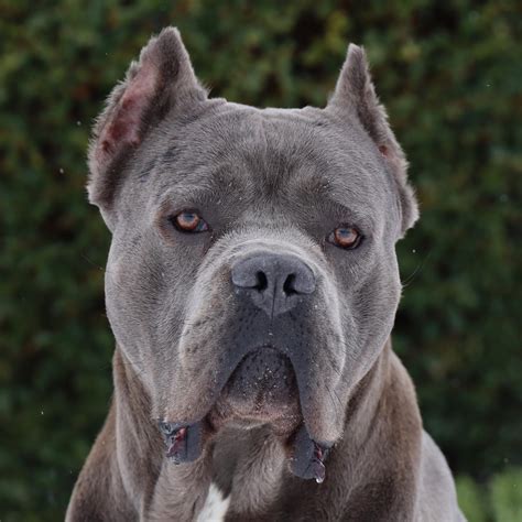 Cane Corso Protection 的图像结果