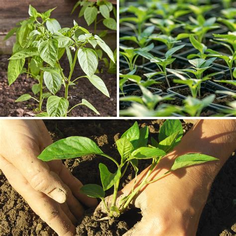 How To Grow Pepper Plants From Seeds: A Beginner’s Step-by-Step Guide ...