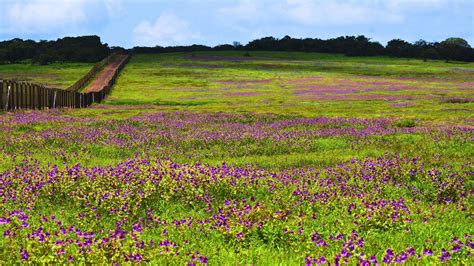 Places To Visit Near Mumbai In Monsoon: Scenic Drives & Lush Escapes