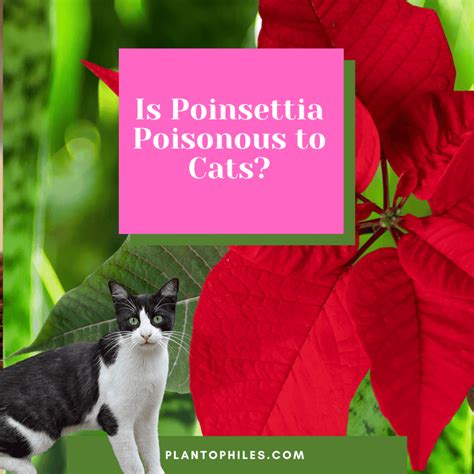 Is Poinsettia Poisonous to Cats? Toxic To Cats & Dogs Check
