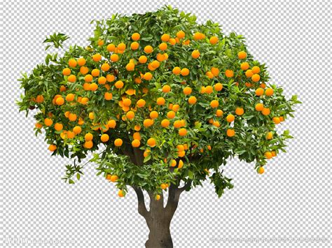 桔树,果树,橙子,桔子,柑橘属,橙色,多汁的,克里特岛,果园,选择对焦摄影素材,汇图网www.huitu.com