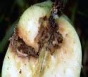 Crop Protection ::Crop Insect Pest