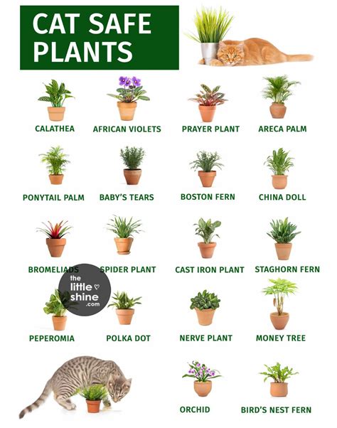 20 Low Light Plants that are Safe for Cats - The Little Shine