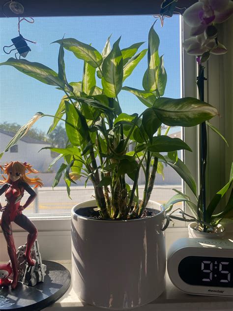 his friends! i have this plant not sure what its called if anyone can help me on that but i also ...