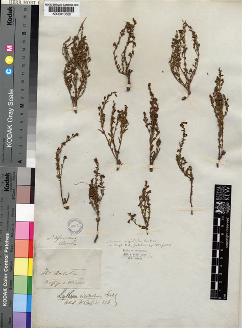 Ammannia rigidula (Sond.) S.A.Graham & Gandhi | Plants of the World ...